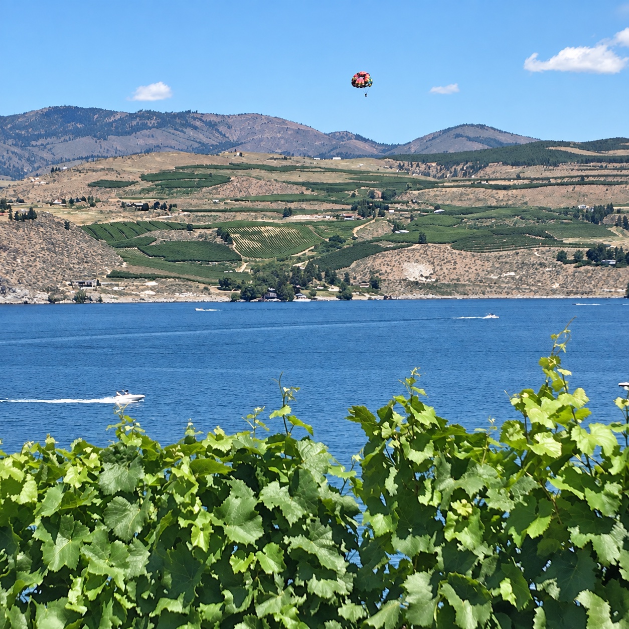 The estate’s vines overlooking blue Lake Chelan and the hills across the water