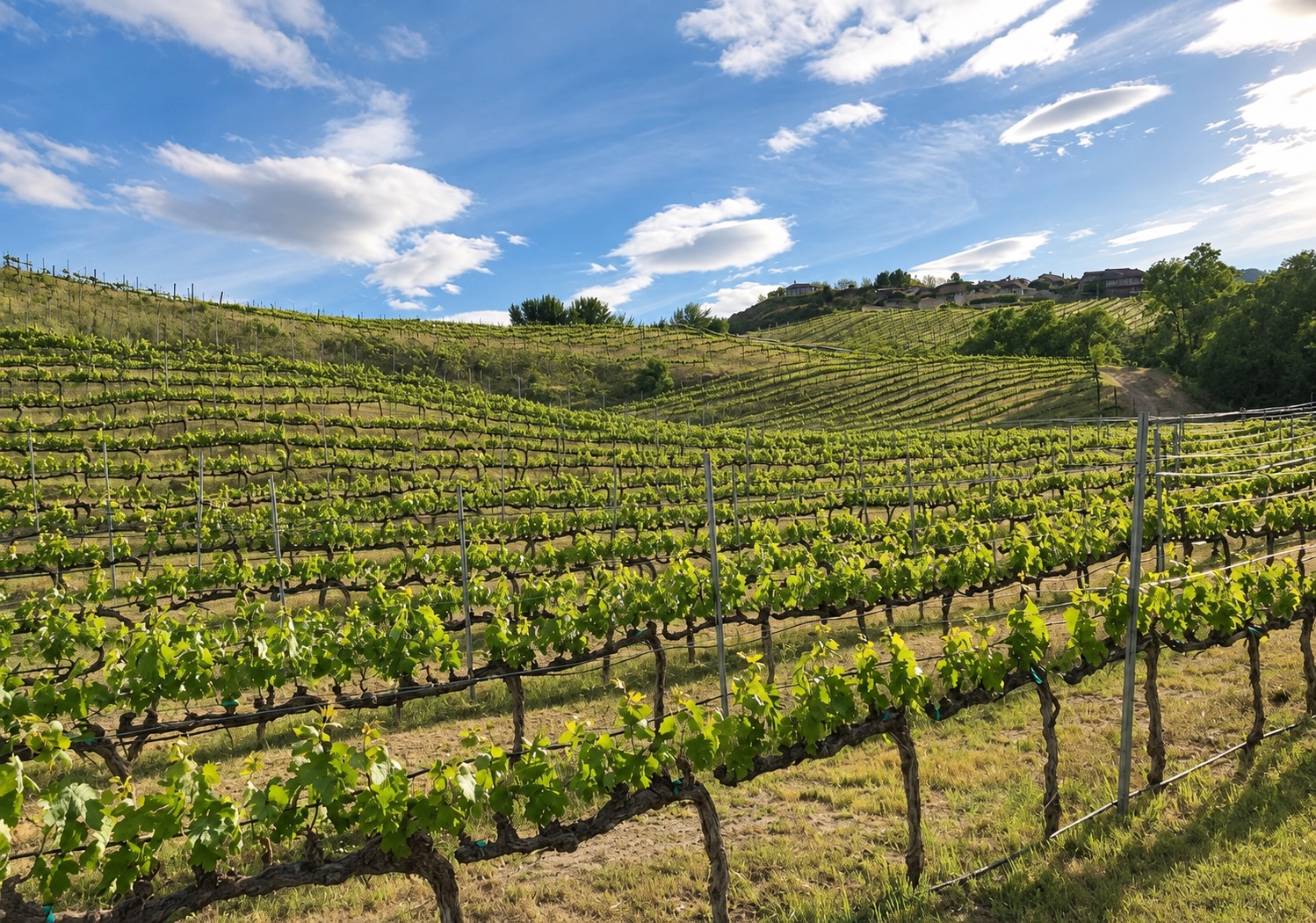 Vineyard rows following the hillsides at Chelan Estate